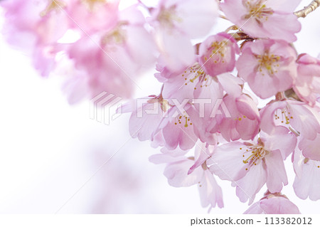 Beautiful pink cherry blossoms Beautiful pink cherry blossoms 113382012