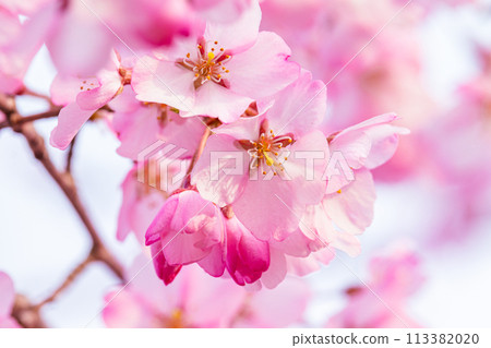 Beautiful pink cherry blossoms 113382020