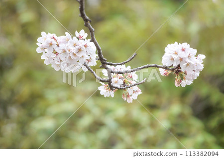 Colorful cherry blossoms shining in the spring sunshine Colorful cherry blossoms shining in the spring sunshine 113382094