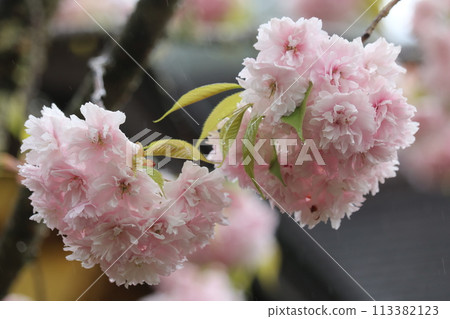 Voluminous Shiogama Sakura Voluminous Shiogama Sakura 113382123