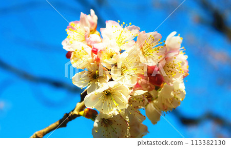 Landscape of plum blossoms and blue sky Landscape of plum blossoms and blue sky 113382130