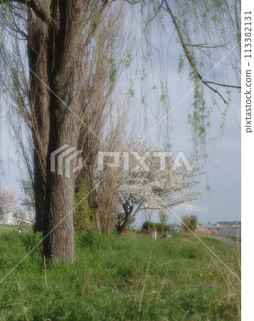 Oshima cherry blossoms - Scenery of the Arakawa River bank Oshima cherry blossoms - Scenery of the Arakawa River bank 113382131