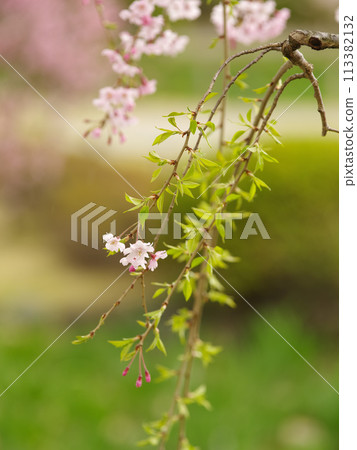Beautiful weeping cherry tree close-up Beautiful weeping cherry tree close-up 113382132
