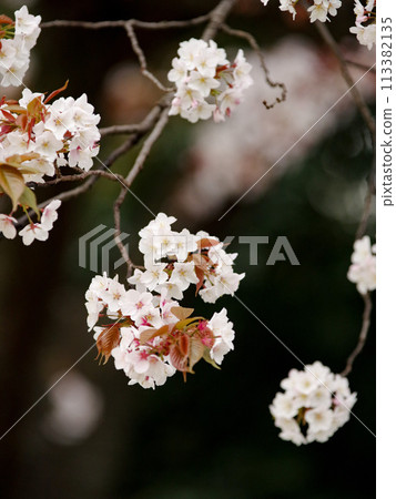 Yamazakura Yamazakura 113382135