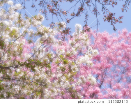 各種櫻花 113382143