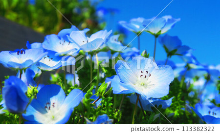 Beautiful scenery of blue nemophila flowers 113382322