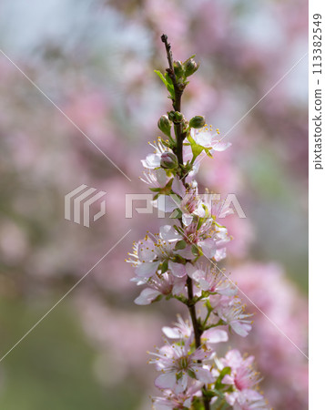Sweetly scented Japanese plum blossoms 113382549