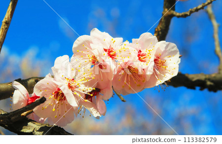 2024年大宮第二公園梅花節梅花藍天景色 113382579