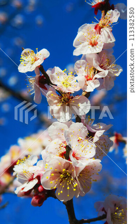 2024年大宮第二公園梅花節梅花藍天景色 113382580