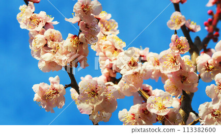 2024年大宮第二公園梅花節梅花藍天景色 2024年大宮第二公園梅花節梅花藍天景色 113382600