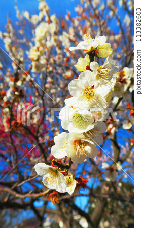 2024年大宮第二公園梅花節梅花藍天景色 113382603