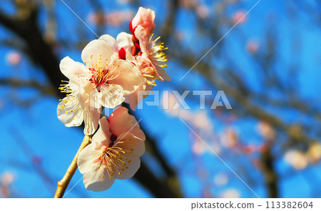 2024年大宮第二公園梅花節梅花藍天景色 2024年大宮第二公園梅花節梅花藍天景色 113382604