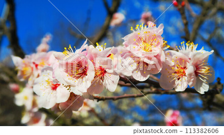 2024年大宮第二公園梅花節梅花藍天景色 2024年大宮第二公園梅花節梅花藍天景色 113382606