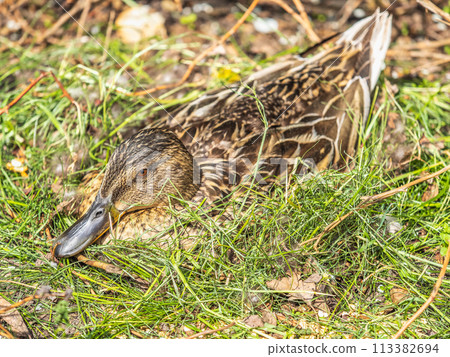 Duck hatching ducklings. Duck nest Duck hatching ducklings. Duck nest 113382694