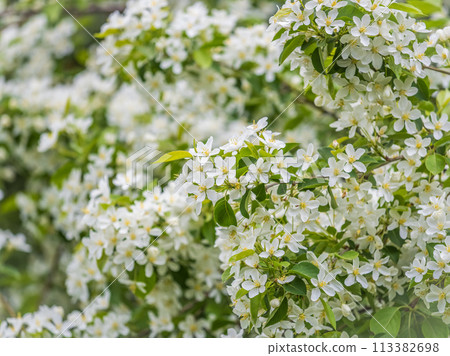 White blossoming apple trees in the sunset light. Spring season, spring colors. White blossoming apple trees in the sunset light. Spring season, spring colors. 113382698
