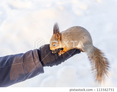 Squirrel eats nuts from a man's hand. Caring for animals in winter or autumn. 113382731