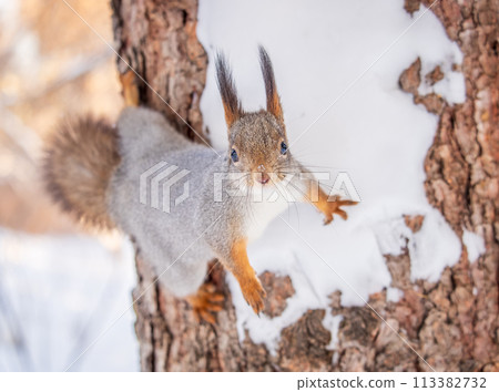 Squirrel in winter sits on a tree trunk with snow Squirrel in winter sits on a tree trunk with snow 113382732