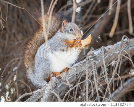 The squirrel with nut sits on tree in the winter or late autumn The squirrel with nut sits on tree in the winter or late autumn 113382734