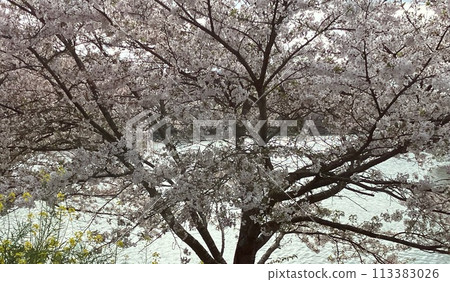 Road where cherry blossom petals fall 113383026