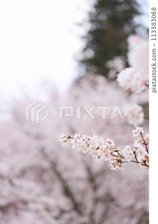 Somei-Yoshino cherry blossoms emerge from a blurred background 113383068