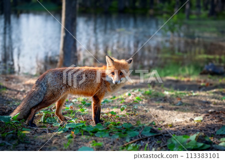 Red fox standing in a forest by water 113383101