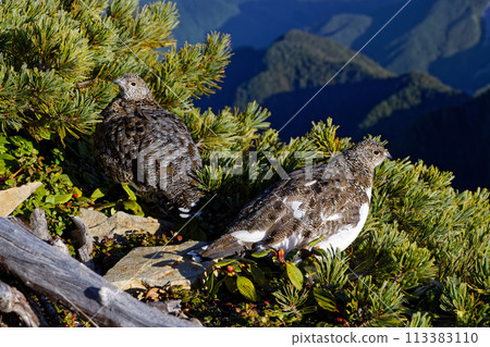 Ptarmigan on the ridge of Mount Senjo in the Southern Alps Ptarmigan on the ridge of Mount Senjo in the Southern Alps 113383110