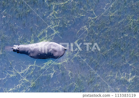 Aerial shot of an hippopotamus submerged in the Okavango Delta 113383119