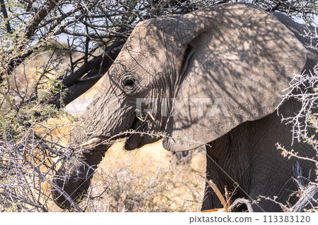 Close-up of an Elephant trunk Close-up of an Elephant trunk 113383120