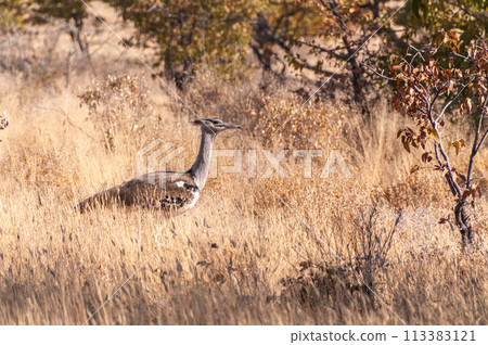 Kori Bustard in Etosha Kori Bustard in Etosha 113383121