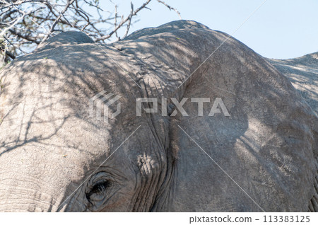 Close-up of an Elephant Close-up of an Elephant 113383125