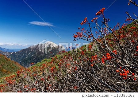Rowan berries on the ridge of Mount Senjo in the Southern Alps and Mount Kaikoma Rowan berries on the ridge of Mount Senjo in the Southern Alps and Mount Kaikoma 113383162