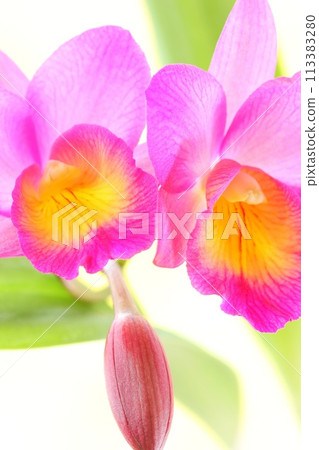 Pink Cattleya Wynotwalk Light Background 113383280