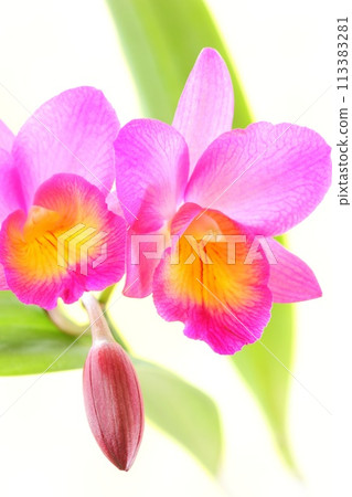 Pink Cattleya Wynotwalk Light Background Pink Cattleya Wynotwalk Light Background 113383281