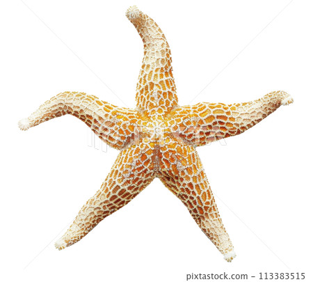 Starfish Illustration for Decorative Marine Design Starfish Illustration for Decorative Marine Design 113383515