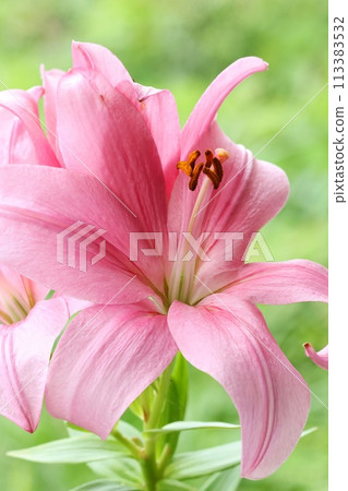Pink lily, large flower, oriental hybrid, green natural background 113383532