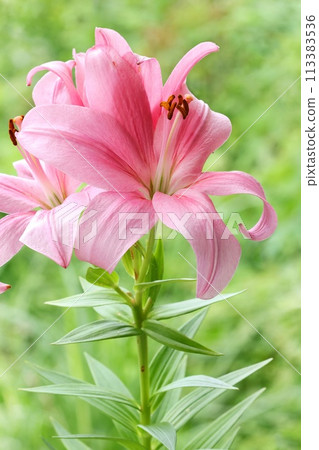 粉紅百合,大花,東方雜種,綠色自然背景 粉紅百合,大花,東方雜種,綠色自然背景 113383536