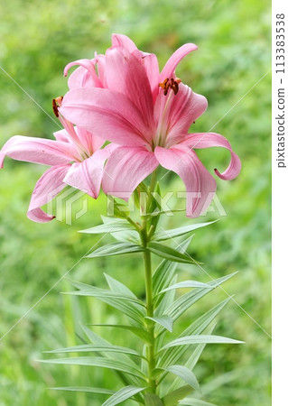 Pink lily, large flower, oriental hybrid, green natural background Pink lily, large flower, oriental hybrid, green natural background 113383538