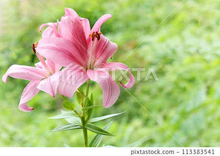 粉紅百合，大花，東方雜種，綠色自然背景 113383541