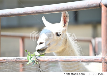 Llama eating grass 113383580