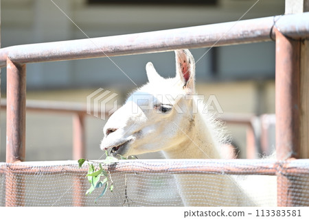 Llama eating grass 113383581