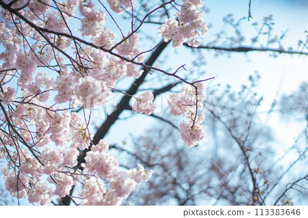 Sakura and sky 113383646