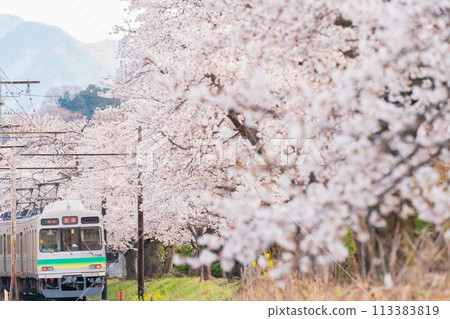 秩父鐵路和櫻花 113383819