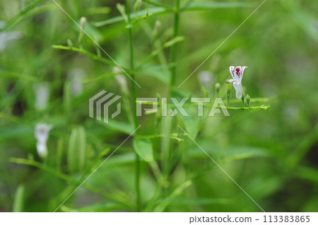 flower of andrographis paniculata, commonly known as creat or green chiretta flower of andrographis paniculata, commonly known as creat or green chiretta 113383865