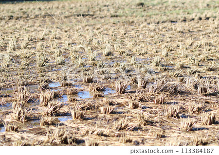 Rice field where rice crop was over 113384187
