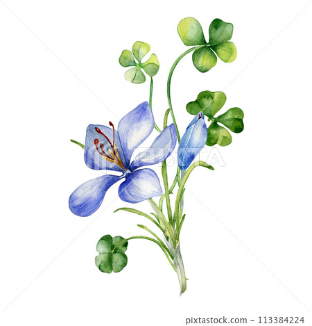 Bunch of shamrock and crocus watercolor illustration isolated on white. Painted green clover and blue flowers. Irish lucky symbol hand drawn. Design for St.Patricks day, banner, Easter greeting card Bunch of shamrock and crocus watercolor illustration isolated on white. Painted green clover and blue flowers. Irish lucky symbol hand drawn. Design for St.Patricks day, banner, Easter greeting card 113384224