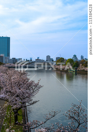 Cherry blossoms in full bloom at Kema Sakuranomiya Park and the view towards Osaka Castle from Genpachi Bridge | Osaka City, Osaka Prefecture 113384228