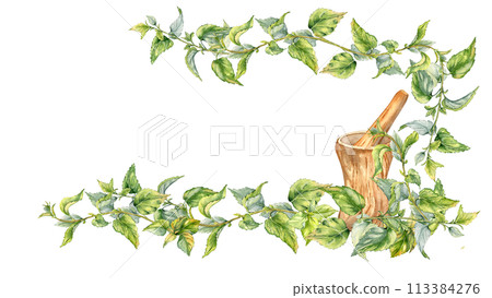 Banner with nettle medicinal plant watercolor illustration isolated on white. Wooden mortar with pestle and herb plants hand drawn. Stinging herb. For label, package, nettle product, apothecary 113384276