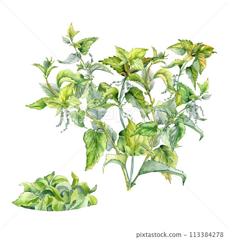 Bush of nettle in watercolor isolated on white. Illustration of the herbal plant Urticaria dioica. Stinging plant with bunch of leaves hand drawn. Element for label, packaging, apothecary Bush of nettle in watercolor isolated on white. Illustration of the herbal plant Urticaria dioica. Stinging plant with bunch of leaves hand drawn. Element for label, packaging, apothecary 113384278