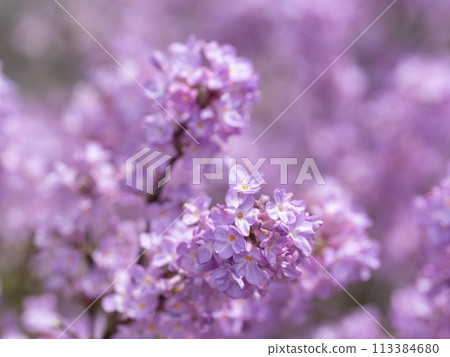 美麗的淺紫色Fujimodoki 美麗的淺紫色Fujimodoki 113384680