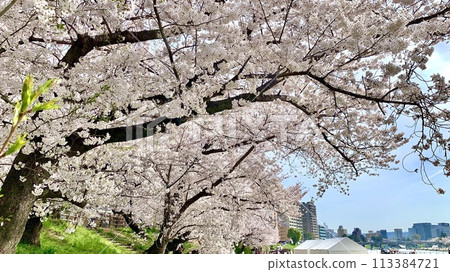 A row of cherry trees in full bloom against the blue sky (Okazaki Castle Park (downstream of Otogawa Tonobashi Bridge)/Okazaki City, Aichi Prefecture) 113384721